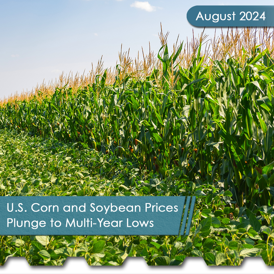 The View 9 Corn and Soybean Square - The Chemical Company